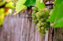 dřevěné lávky, stezky v korunách stromů, Adirondacké pohoří, příroda bez davů, klidná turistika