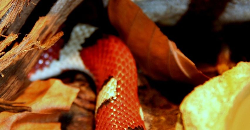 Užovky, pražská zoo, Praha, zajímavost, zvířata