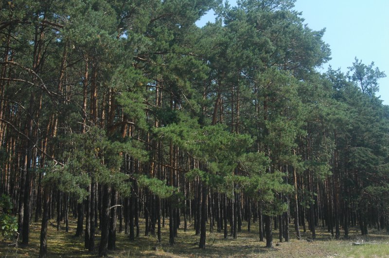 les Bor Dlouhodobě využívaný les vydal botanický poklad: Odlesňování a pastviny mohou unikátní strom zahubit dřív, než ho poznáme. Když v květnu 2024 botaničky Lizette Sierra, Paula Lara a Luisa Suárez seřízly větev neznámého stromu na svahu nad řekou Magdalenou, expert z prestižních londýnských Kew Gardens