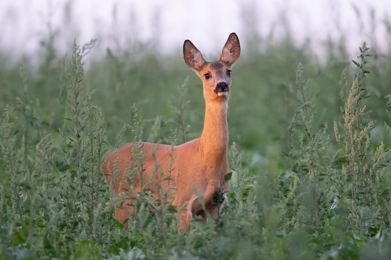 Čtenář píše: Další kolouch vyžraný od vlků