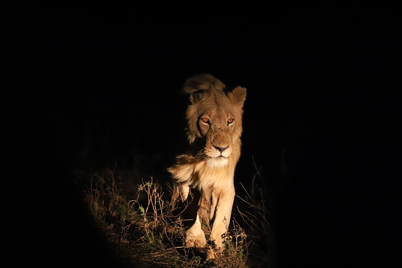 safari