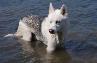 pes pes, povinnosti majitele, pokuty, očipování, venčení