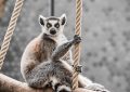 zoo, příběh,setkání, lemur, zajímavost