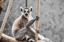 zoo, příběh,setkání, lemur, zajímavost