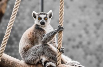 zoo, příběh,setkání, lemur, zajímavost