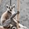 zoo, příběh,setkání, lemur, zajímavost
