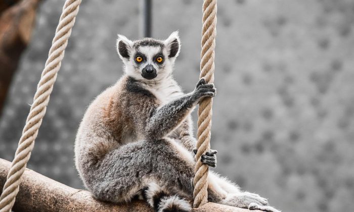 zoo, příběh,setkání, lemur, zajímavost