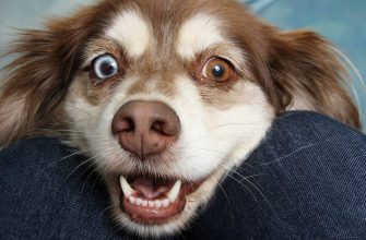 Jak odnaučit psa loudit, zvíře, pes, trik, veterinář