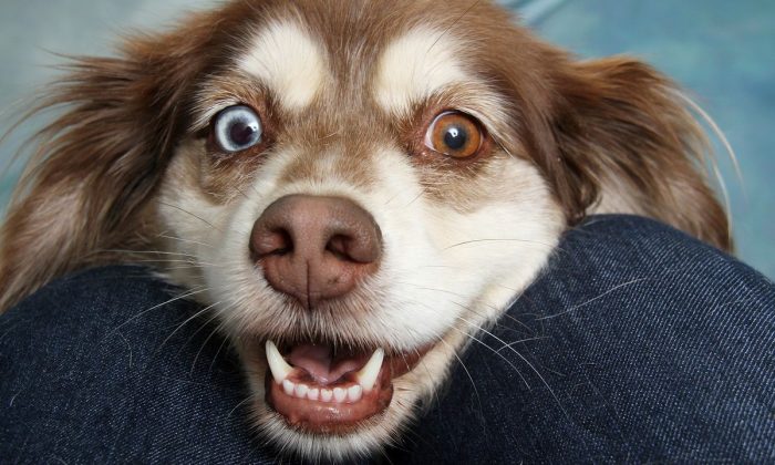 Jak odnaučit psa loudit, zvíře, pes, trik, veterinář