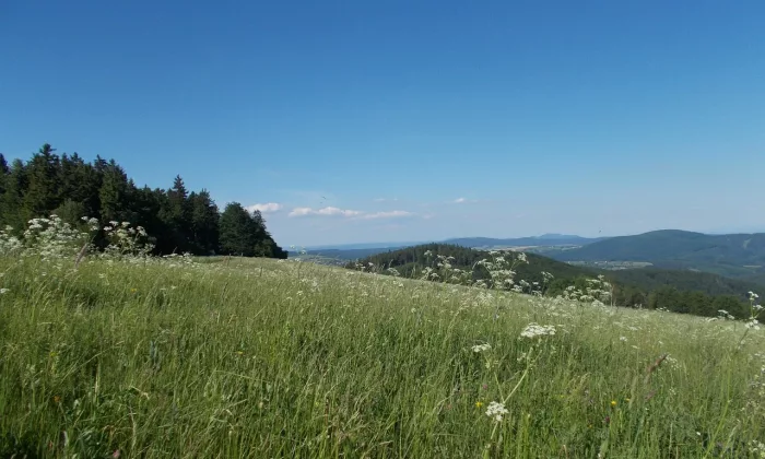 Bílé Karpaty, biosférická rezervace, orchideje, Žítkovské bohyně, Kuželov