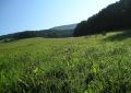 Bílé Karpaty, biosférická rezervace, orchideje, Žítkovské bohyně, Kuželov