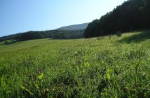 Bílé Karpaty, biosférická rezervace, orchideje, Žítkovské bohyně, Kuželov