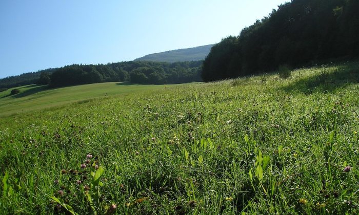Bílé Karpaty, biosférická rezervace, orchideje, Žítkovské bohyně, Kuželov