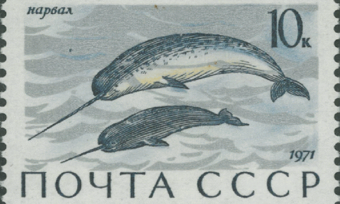 narval, kel, senzitivní orgán, sexuální výběr, lov