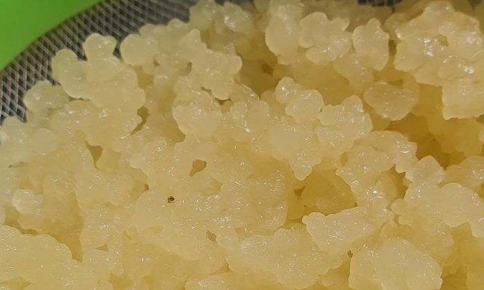 tibi krystaly, probiotika, trávení, imunita, fermentace