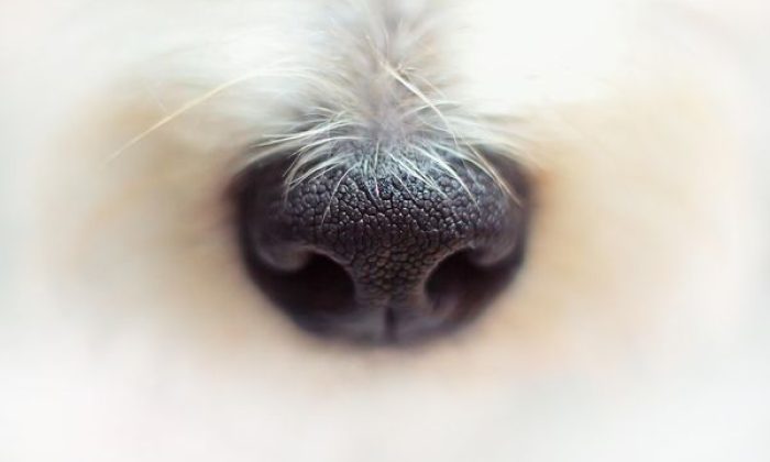 Lajka, vesmír, historie, pes, zvíře