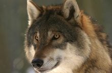 Vlci, vlk, zvíře, příroda, kolouch
