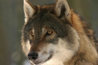 Vlci, vlk, zvíře, příroda, kolouch