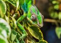 nejmenší plaz na světě, Brookesia nana, mini chameleon, Madagaskar, nově objevený druh