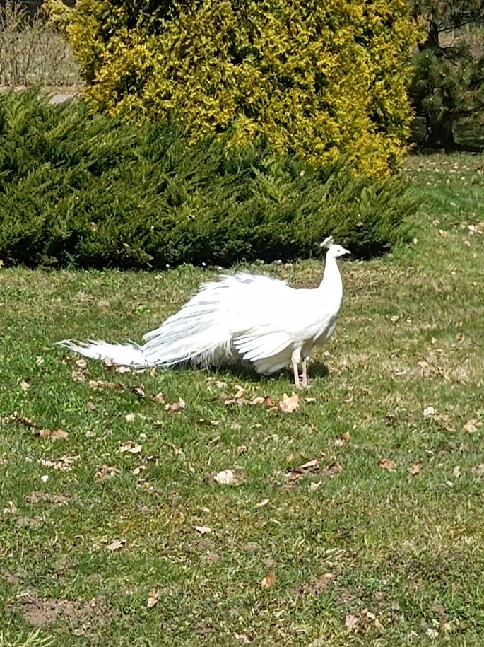 Páv na zámku Jemniště