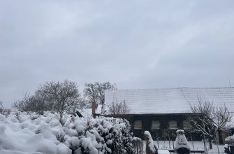 Zima