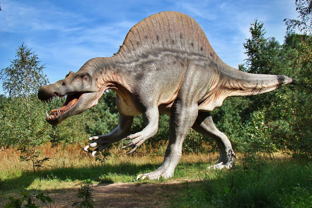 Tohle monstrum byste naživo potkat nechtěli. Nejdelší masožravý dinosaurus světa uměl zároveň i skvěle plavat. O spinosaurovi je známo, že se jednalo o tvora, který žil poblíž vod a nejčastější položkou na jeho jídelníčku byly ryby.
