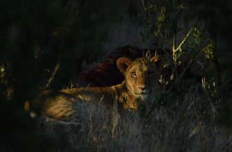 safari