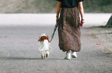 Svačiny, děti, příběh, psi, zvířata