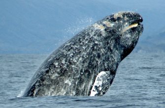 Whale breaching from the ocean, body arched and water spraying around.