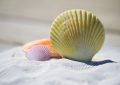 Close-up of colorful seashells on white sand, with a large ridged yellow scallop in the foreground and smaller purple and orange shells nearby.