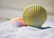 Close-up of colorful seashells on white sand, with a large ridged yellow scallop in the foreground and smaller purple and orange shells nearby.