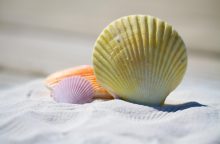 Close-up of colorful seashells on white sand, with a large ridged yellow scallop in the foreground and smaller purple and orange shells nearby.