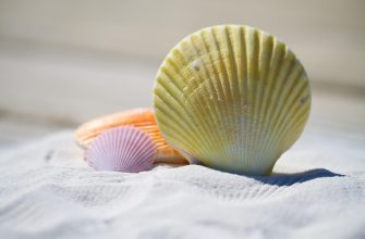 Close-up of colorful seashells on white sand, with a large ridged yellow scallop in the foreground and smaller purple and orange shells nearby.