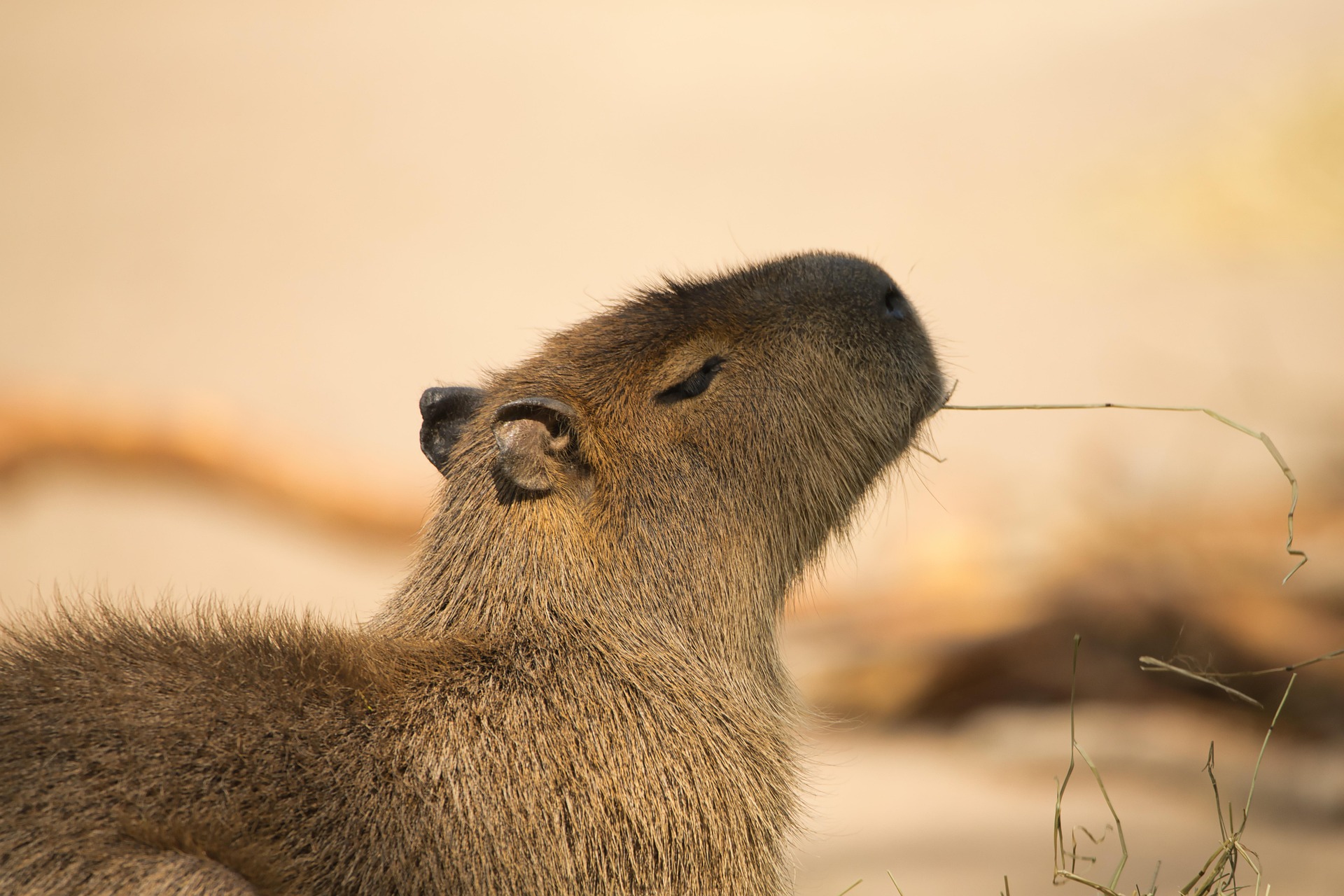 Kapybara
