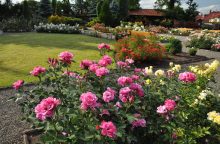 Rose garden with pink and yellow blooms along gravel paths and wooden benches on a sunny day.