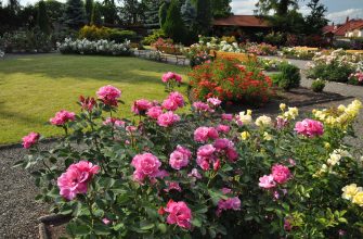 Rose garden with pink and yellow blooms along gravel paths and wooden benches on a sunny day.