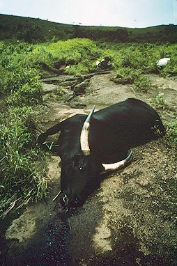 Jezero Nyos, 1986
