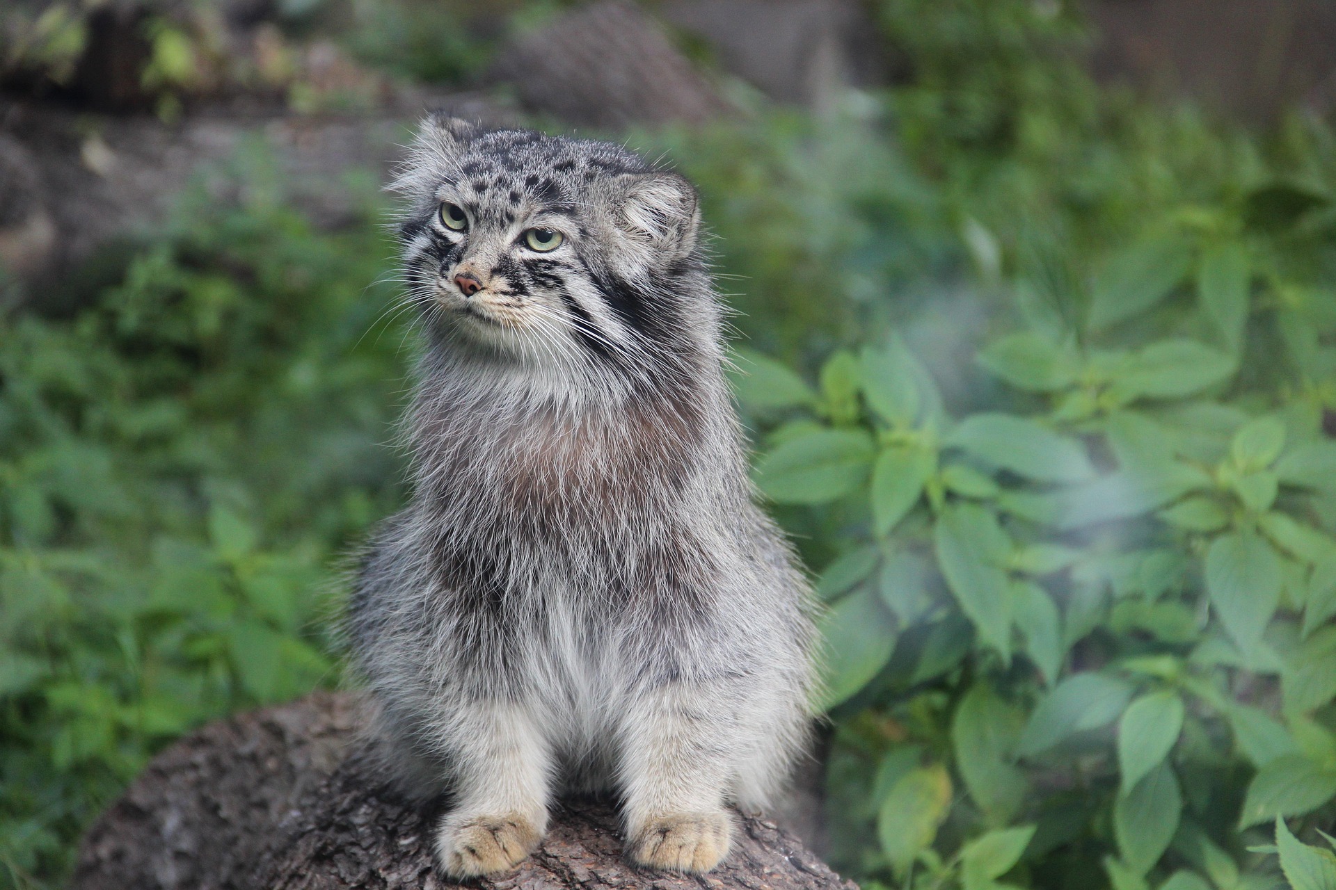 Manul