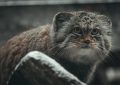 Close-up of a fluffy tabby cat with amber eyes resting on a rock.