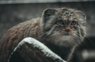 Close-up of a fluffy tabby cat with amber eyes resting on a rock.
