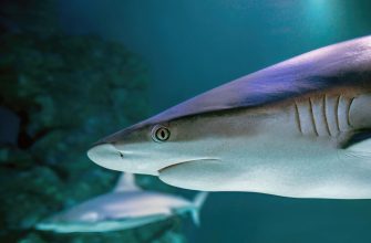 Close-up of a shark's head and upper body underwater, showing its eye and gill slits in blue-green water.