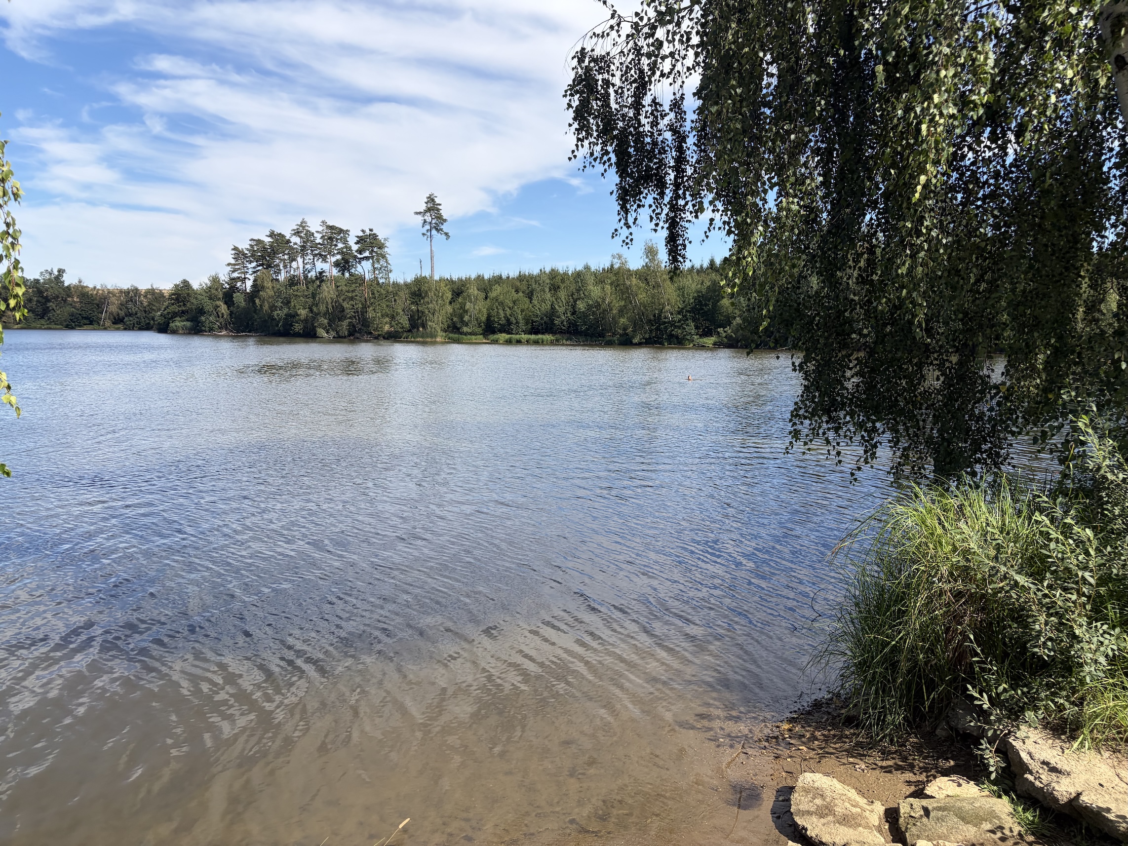Lake shore with calm water, tree line across, and overhanging branches on the right under a blue sky.