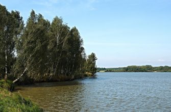 Row of tall birch trees leaning over the water at the lakeshore under a clear blue sky.